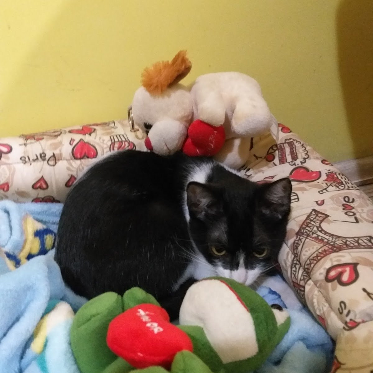 Pet Shop Bichos Sem Grilos