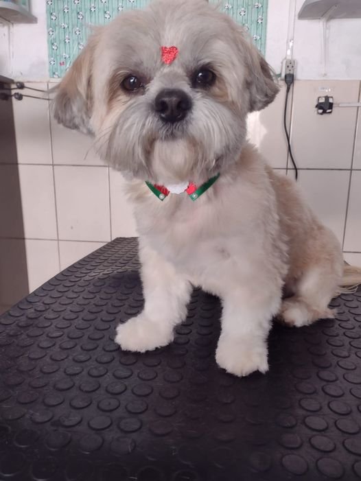 Pet Shop Cantinho do Cão