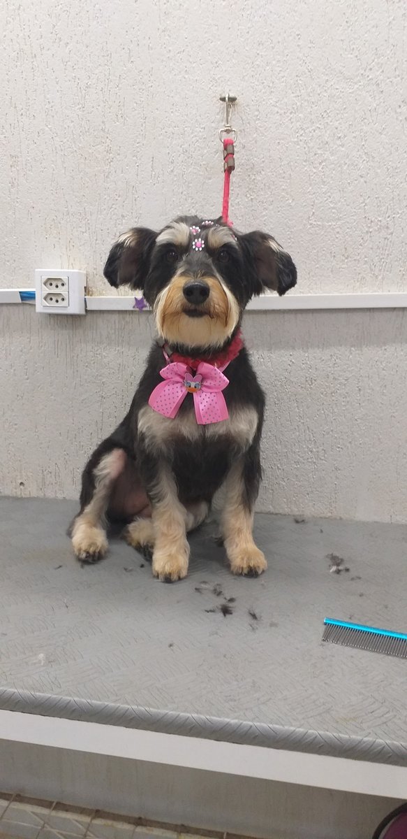 Pet Spa - Pet Shop em Porto Alegre