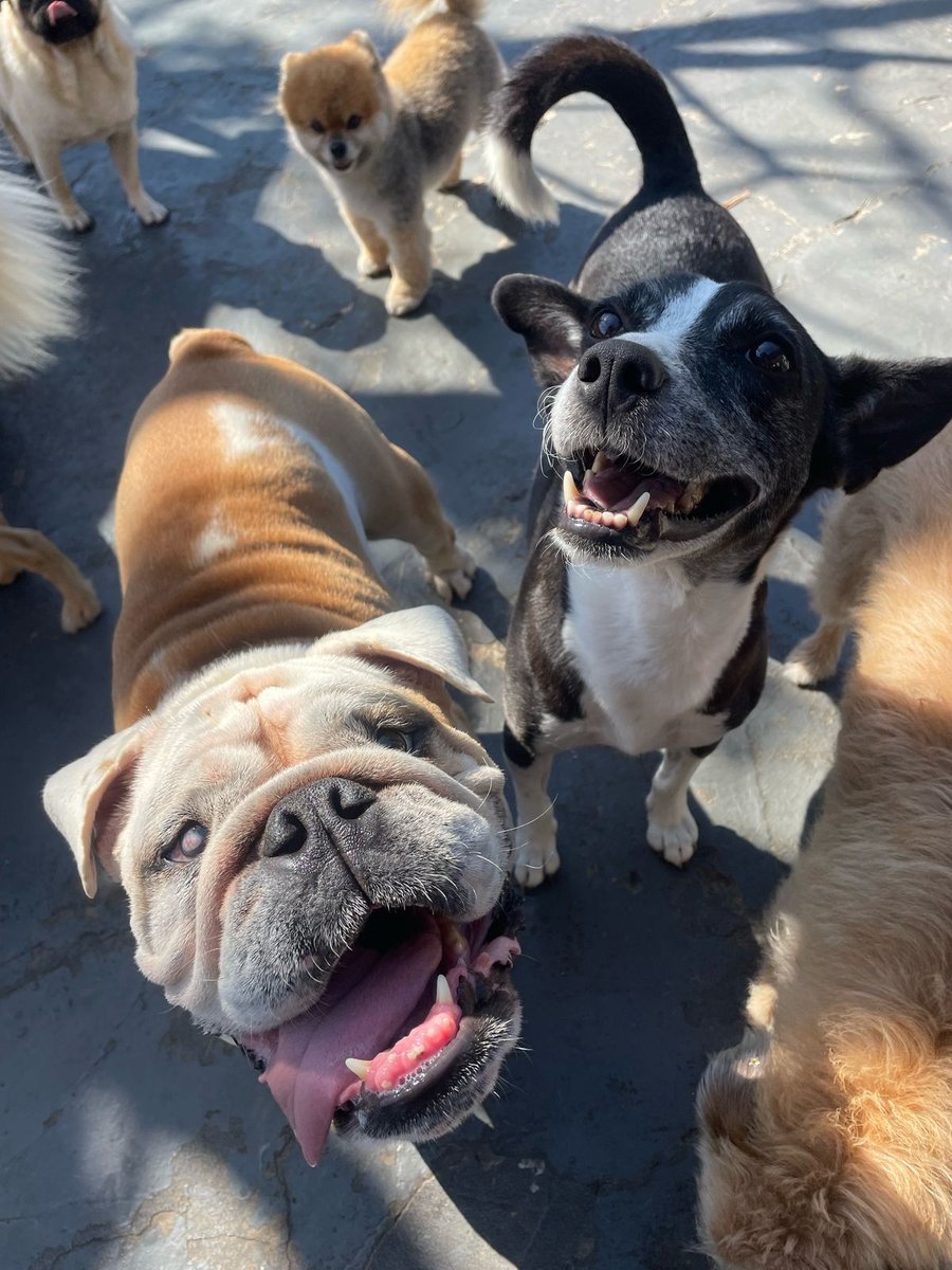 Mucho Gusto Pet Hotel