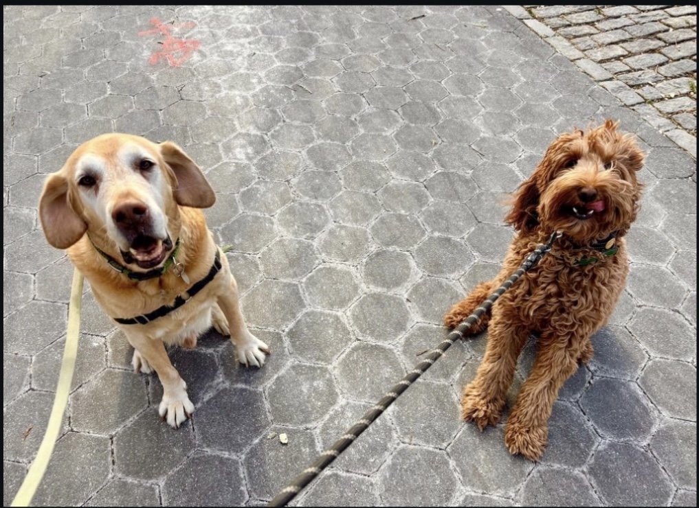 Wags West - Photo 2