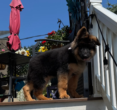 Groomin Tails Pet Salon