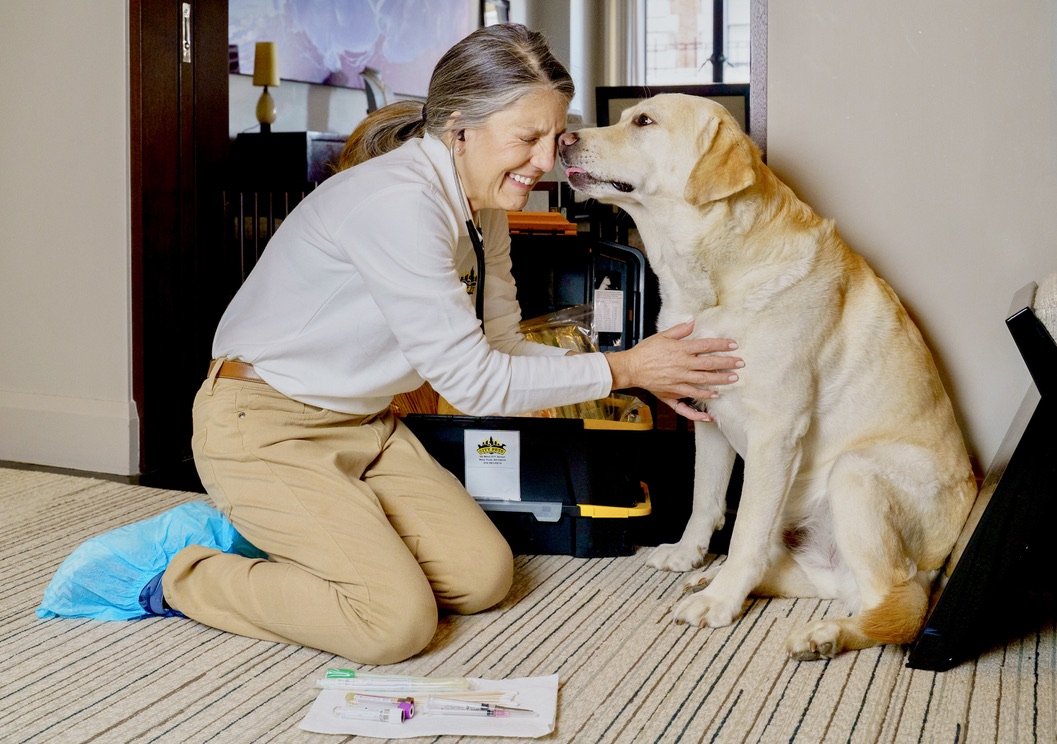 City Pets - Photo 2