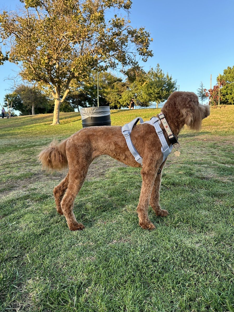 LA Dogworks - Photo 2