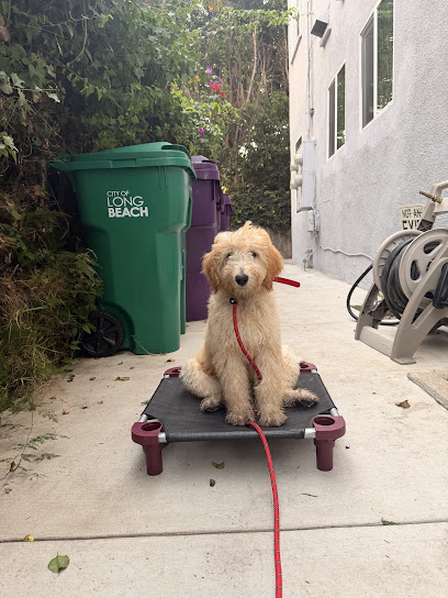 Sit Means Sit Dog Training Long Beach