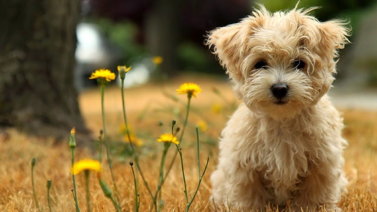 Eco-Pet - Photo 2