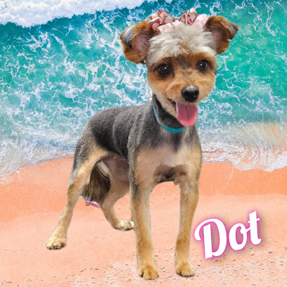 Für Babes Spa Pet Grooming