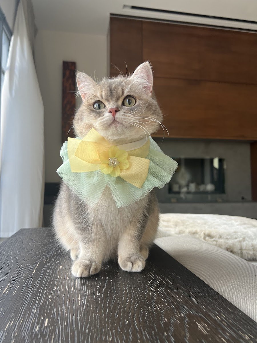 Gato Salon - Photo 2