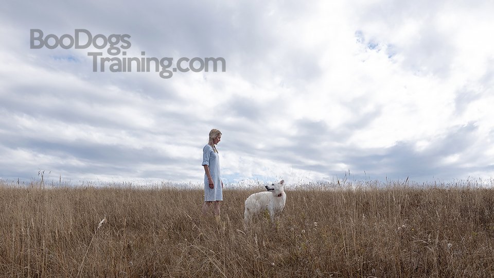 Boo Dogs Training - Photo 2
