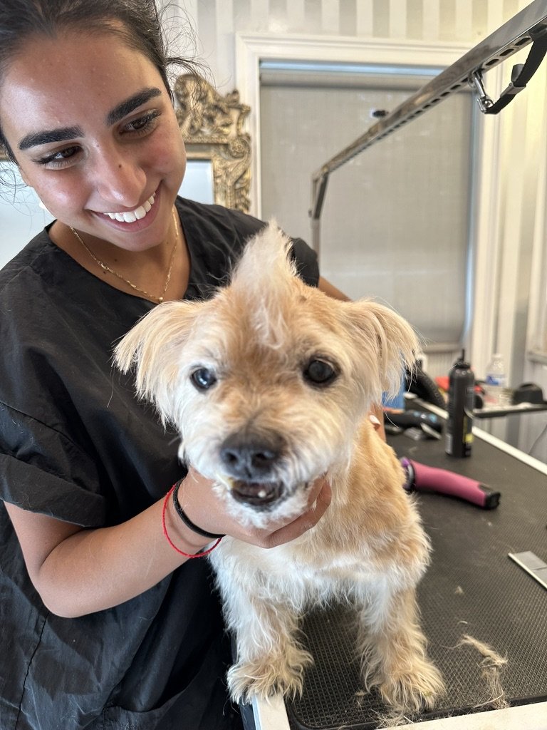 MFD Grooming & Wellness - Photo 2