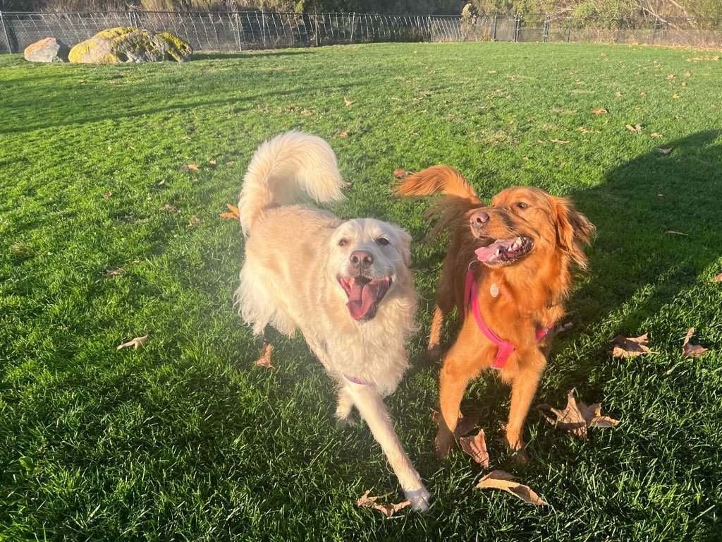 Dogs On The Run - Photo 2
