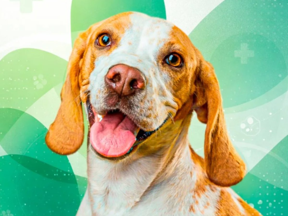 Amigo Fiel Vet Center