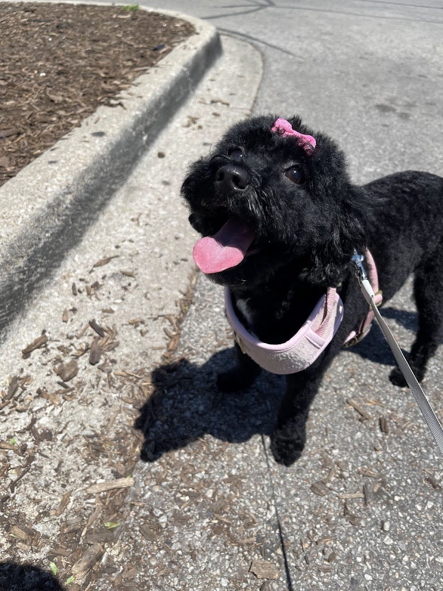 PetSmart Grooming - Photo 2