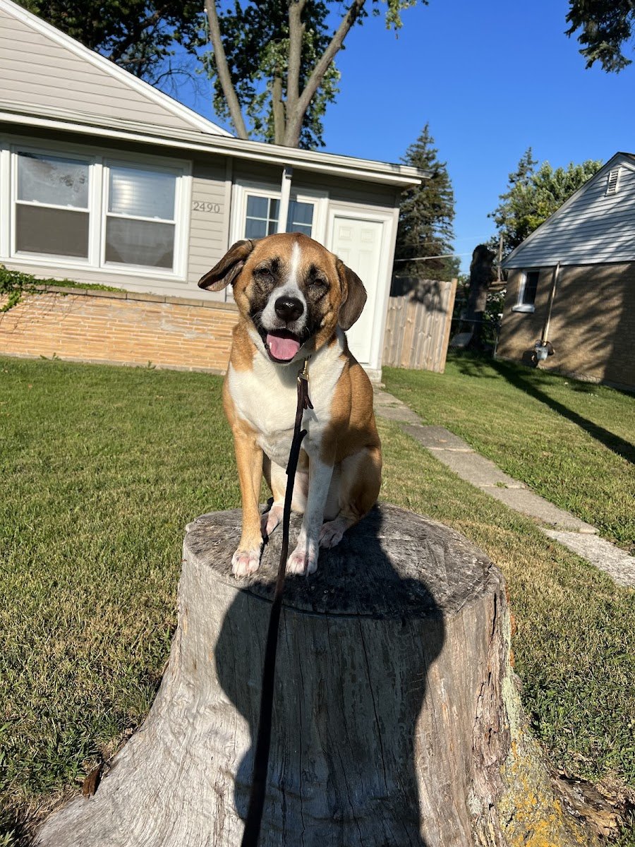 Every Single Day Dog Training - Photo 2