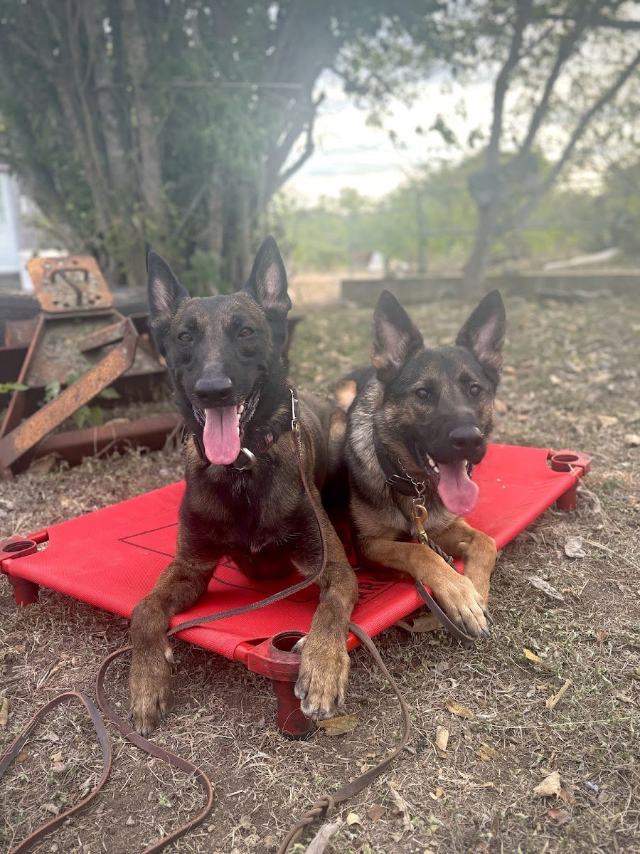 Zero To Hero K9 - Photo 2