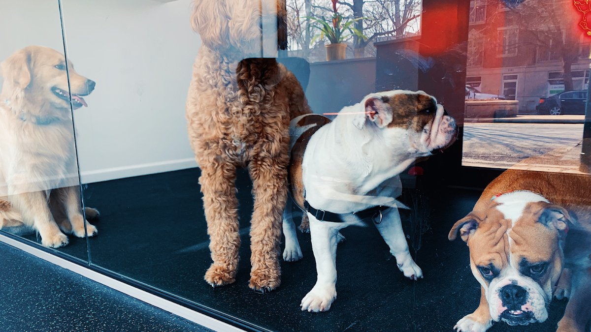 SBK Dog Club - Photo 2