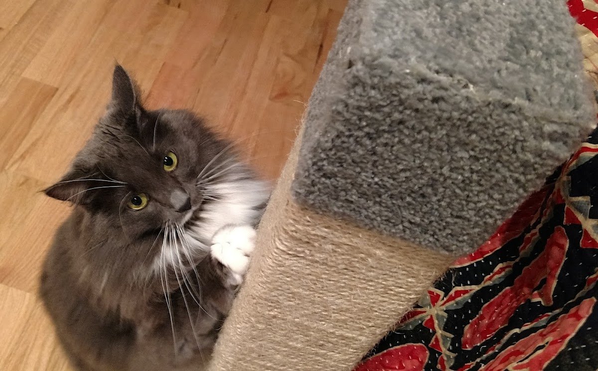 Hello Kittie Sitting - Photo 2