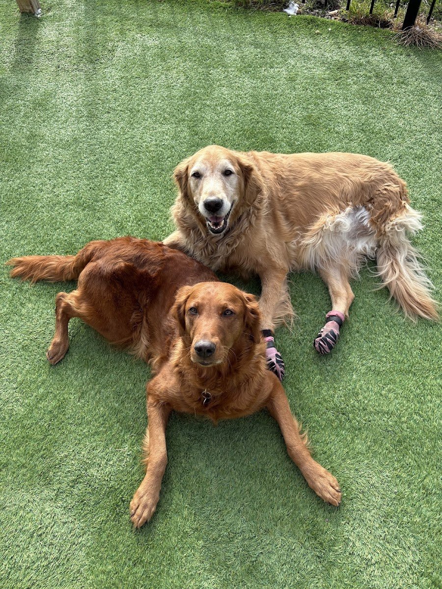Bad Dog Training - Photo 2