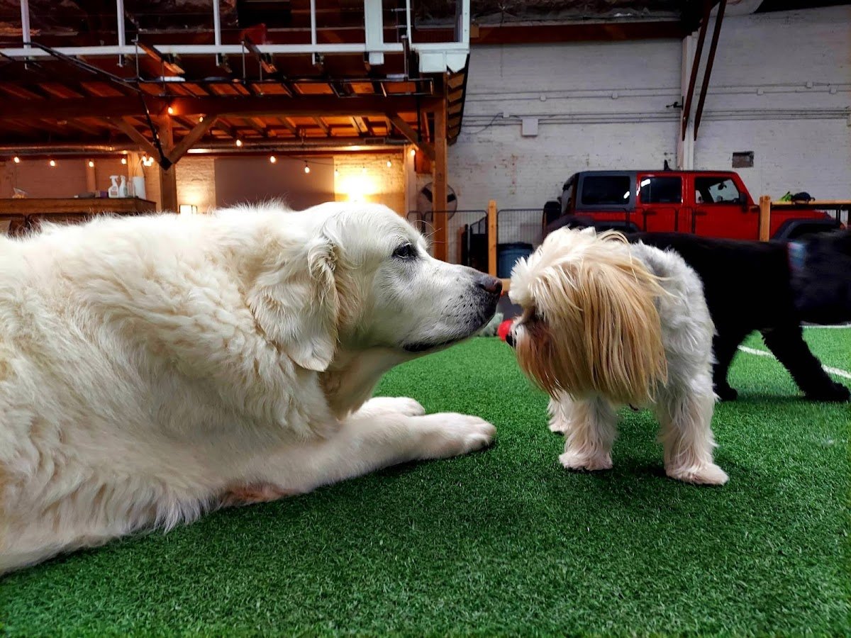 Allegro Pet Services, Inc. - Photo 2