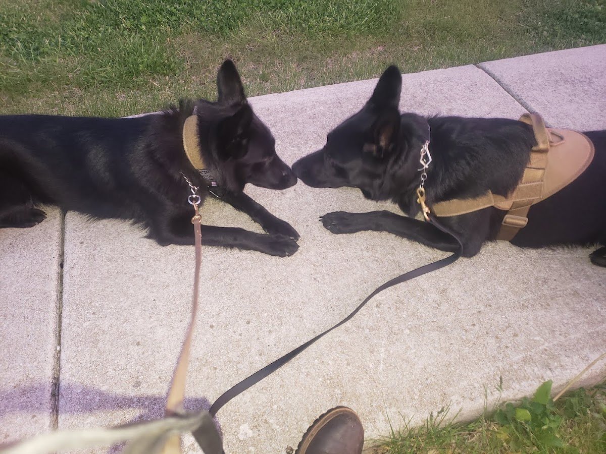 Pat's K9 Training - Photo 2