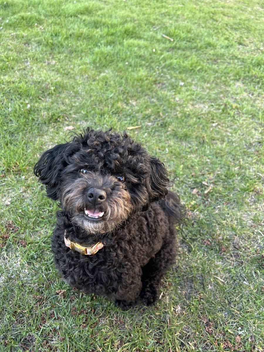 Back To Basics Dog Training - Photo 2