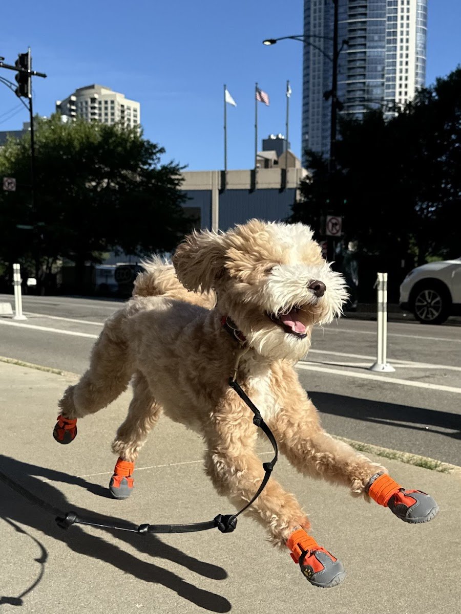 woof point walkers - Photo 2