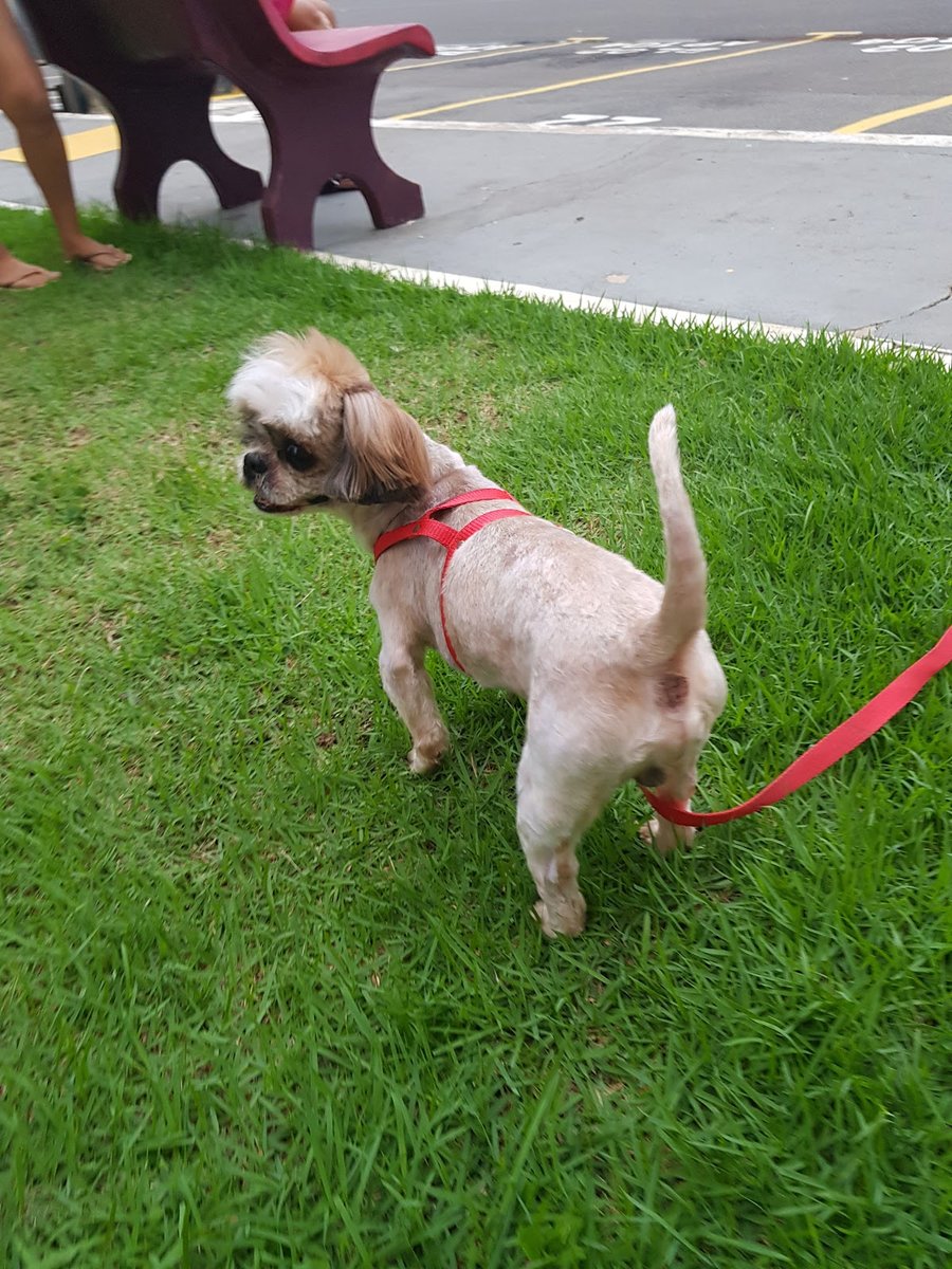 Família Animal