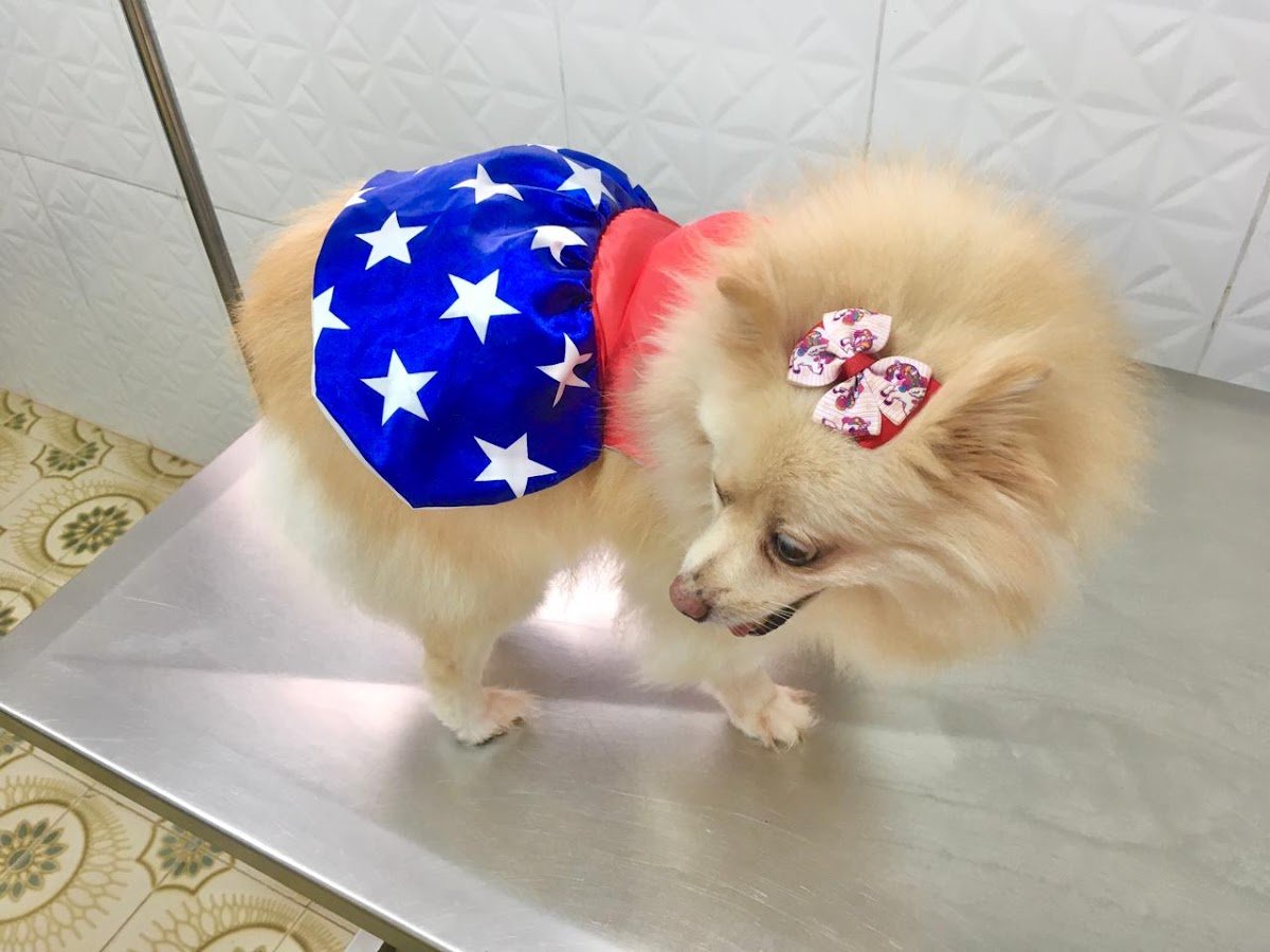 Chic Dog