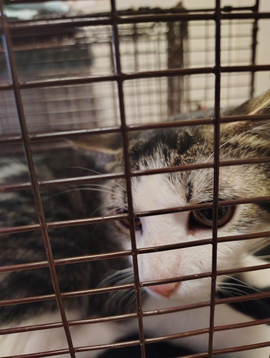 Anti-Cruelty - Photo 2