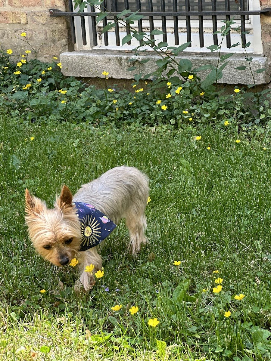 Galaxy's Mobile Pet Salon - Photo 2