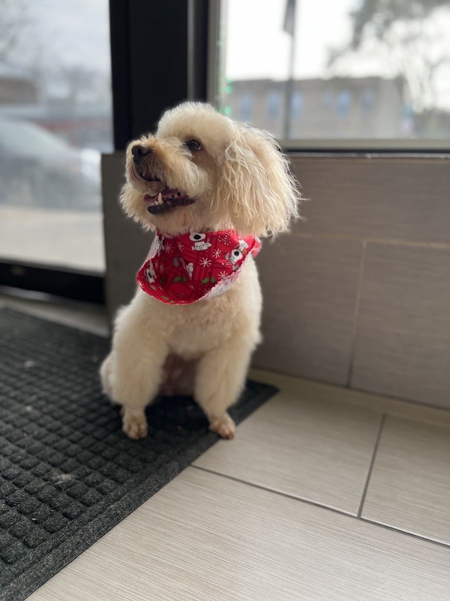 Uptown Pet Salon - Photo 2