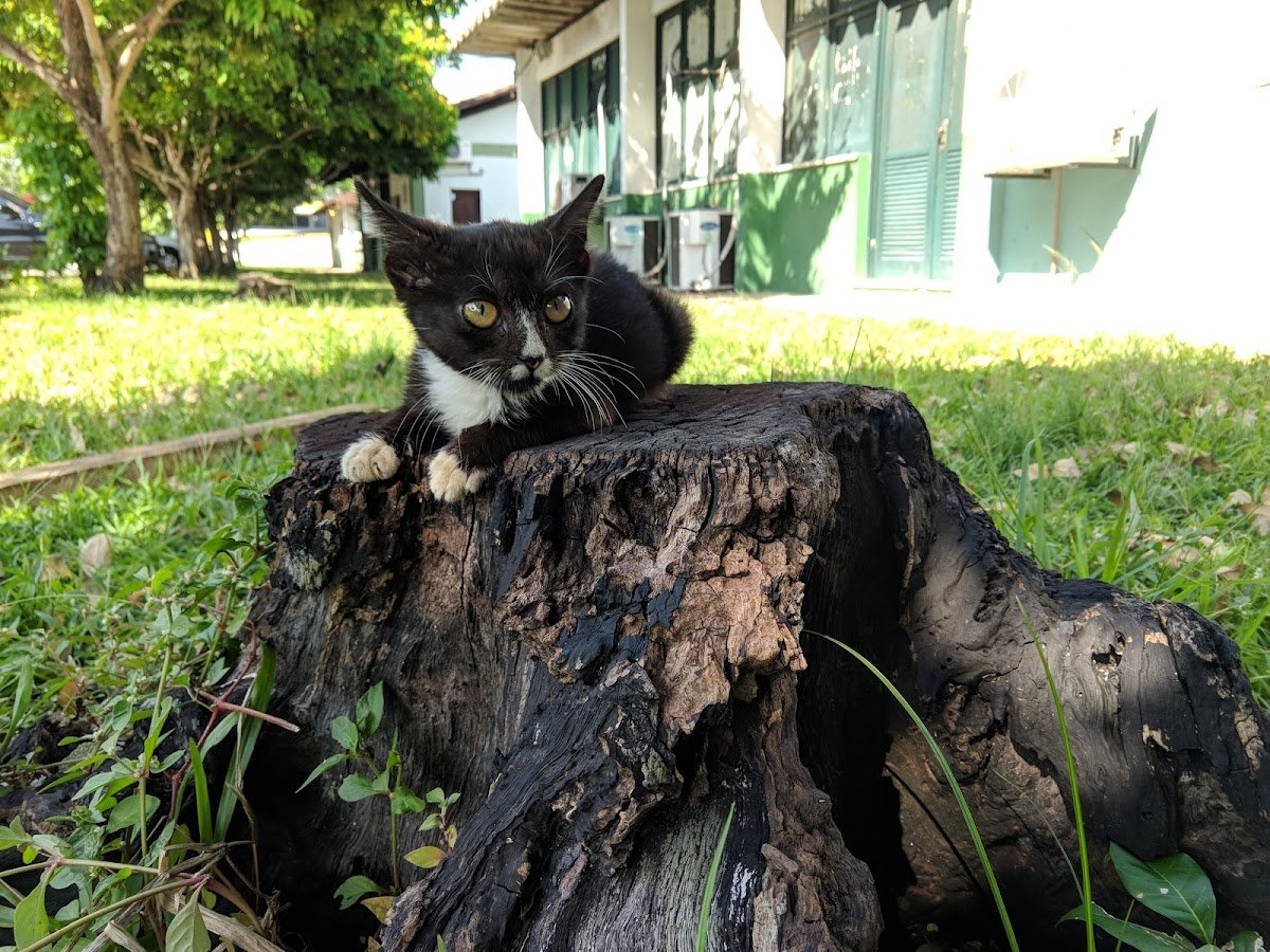 Posto de Vacinação - Ufra