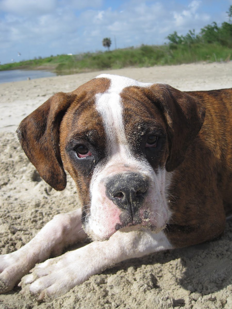 The Dog Walker - Photo 2