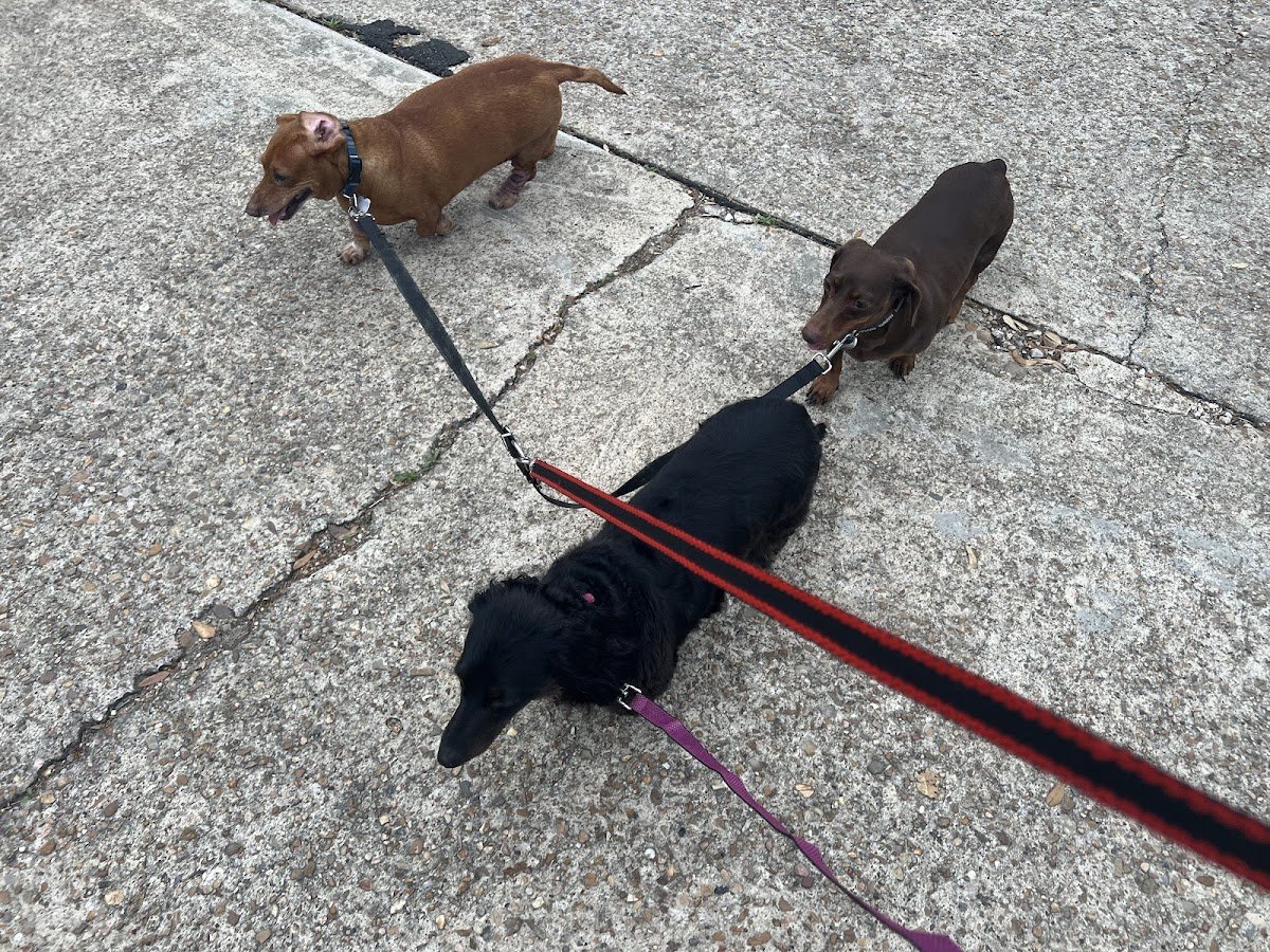 Second Chance K9 Training - Photo 2