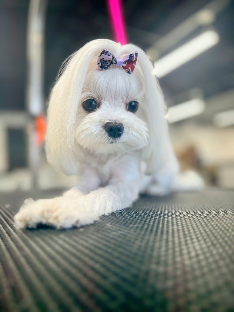 The Pet Barber - Photo 2
