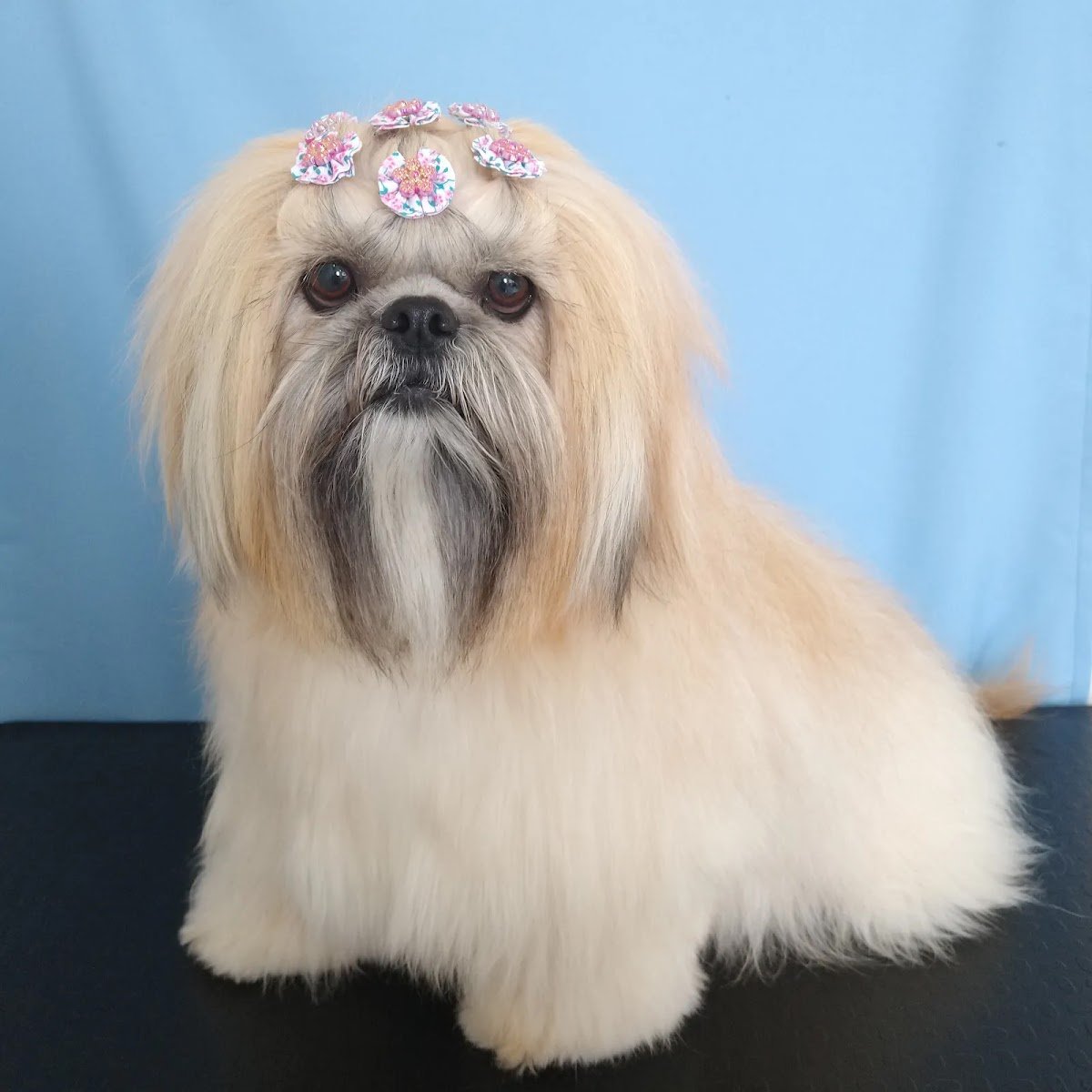 Bixito Pet Shop