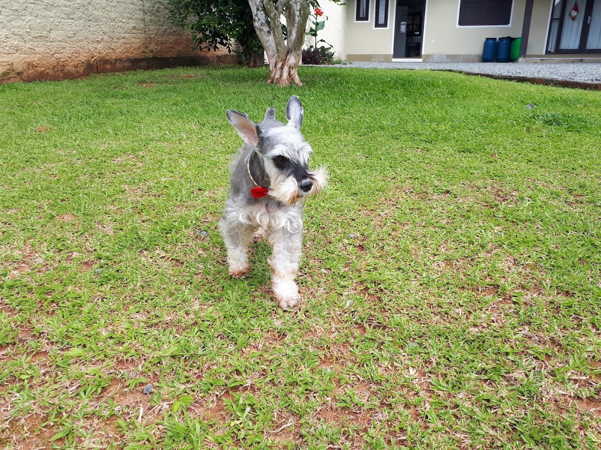 Consultório Veterinário Jardim Botânico - Pet Shop em Timbó