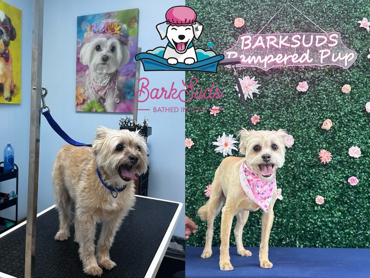 BarkSuds Houston - Photo 2