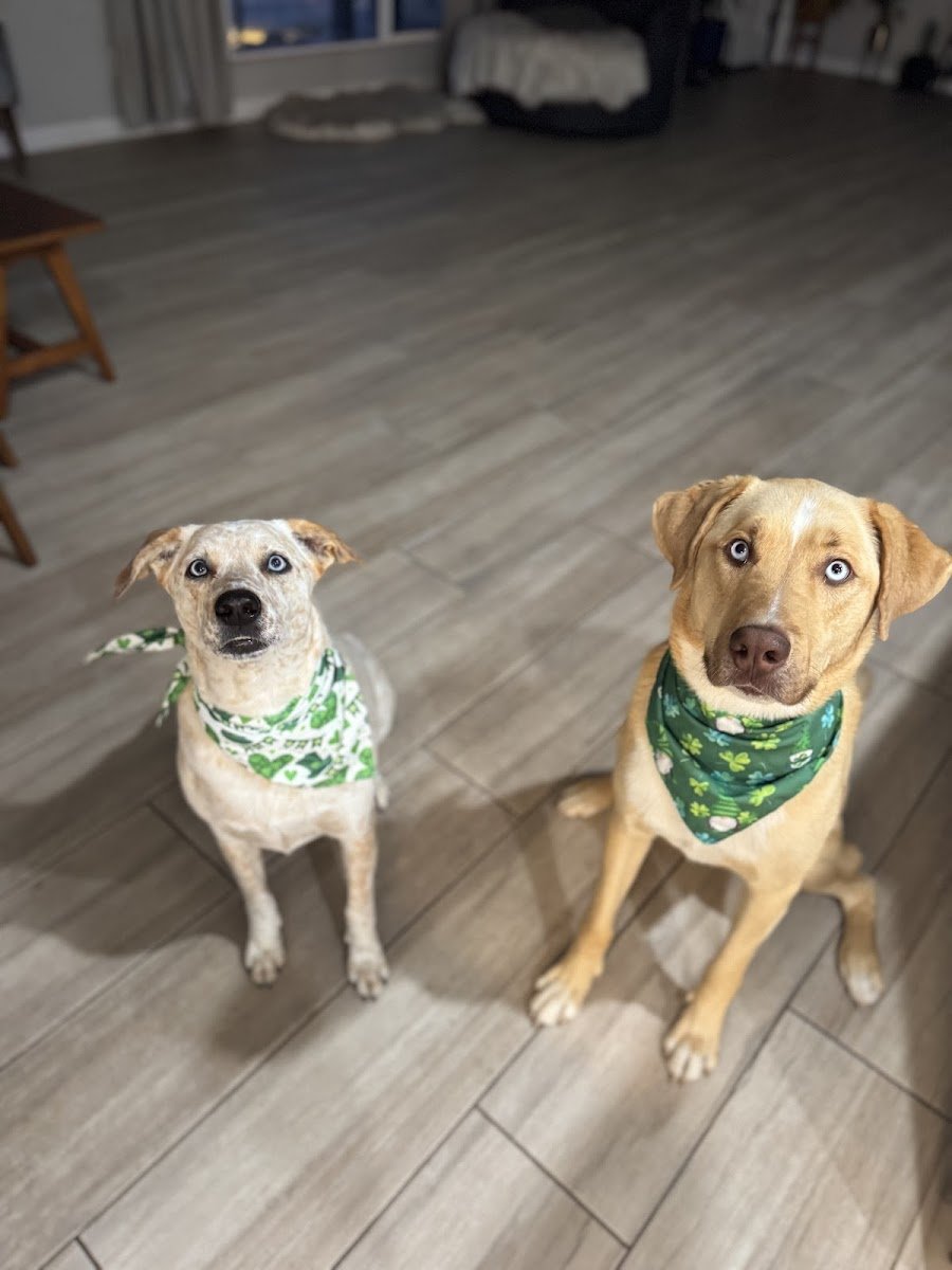 Awesome Mannered Canines - Photo 2
