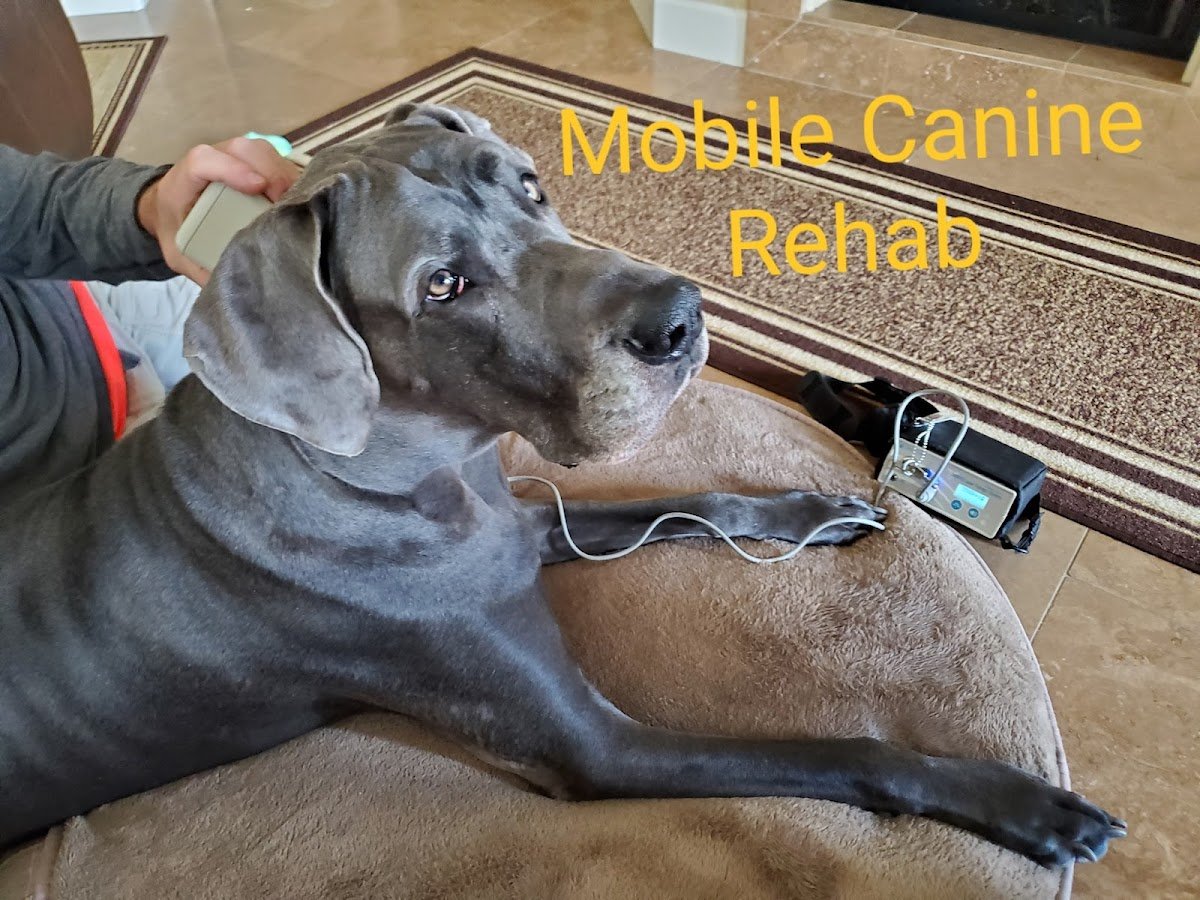 K9-mobility: Mobile Canine Rehabilitation - Photo 2