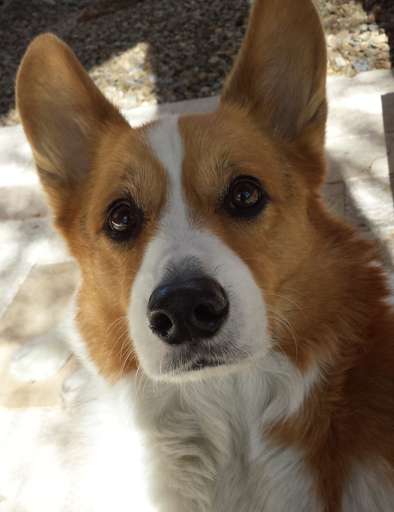 Arizona Pet Sitting - Photo 2