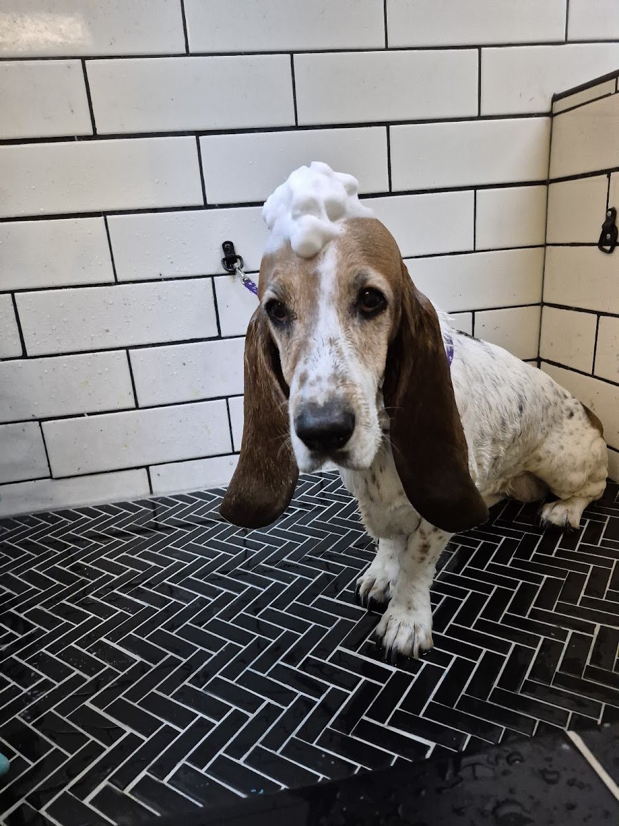 Just Stylin' Pet Grooming - Photo 2