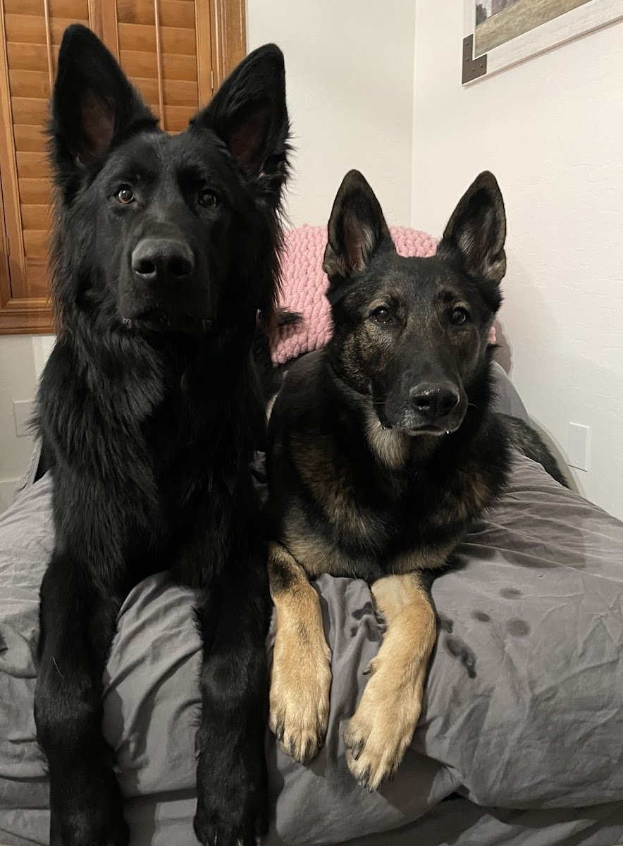 Towse K9 Solutions - Photo 2