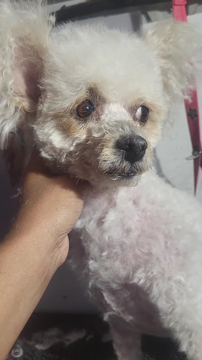 Dana Grooming LLC - Photo 2