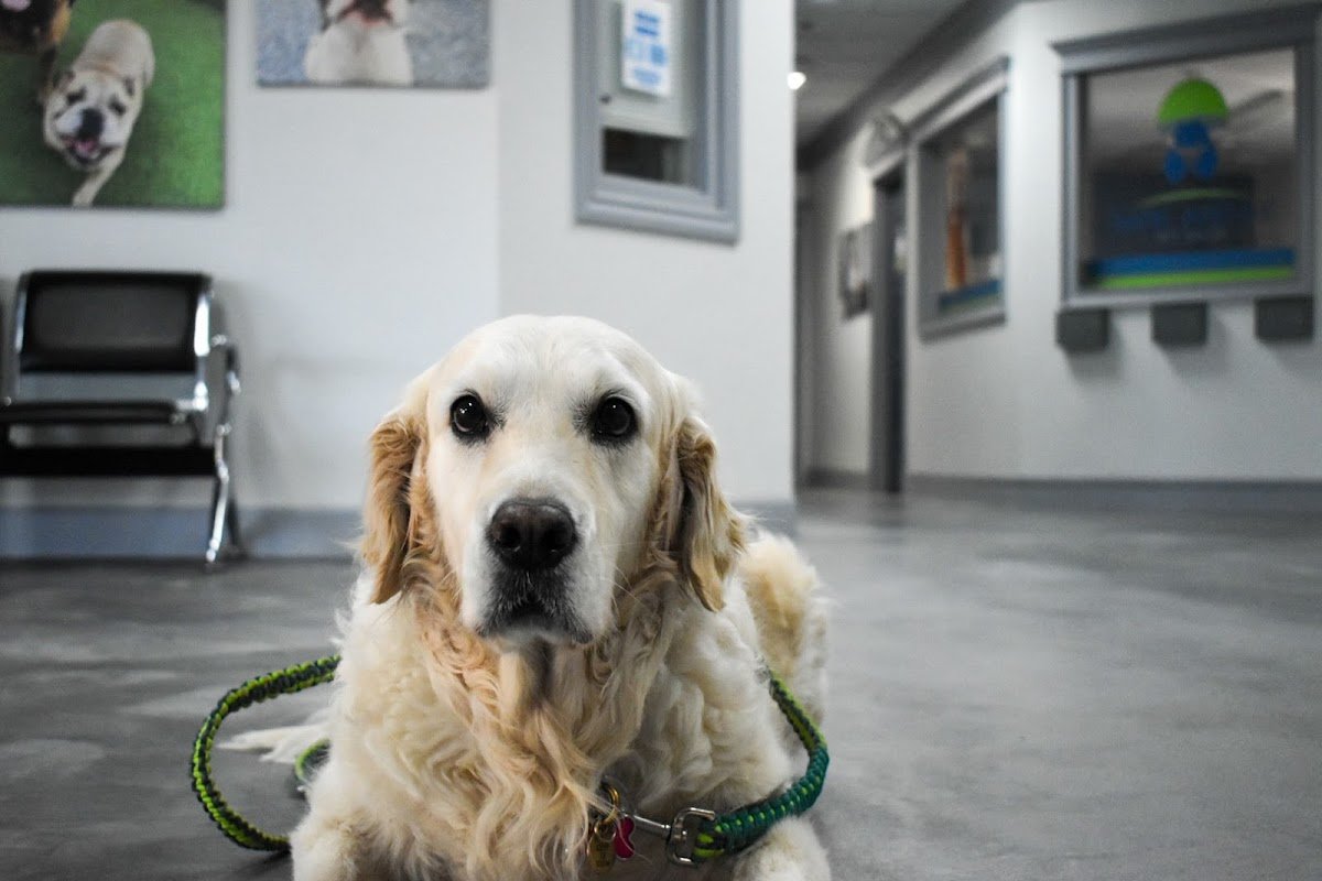 Bark Avenue Pet Resort - Photo 2
