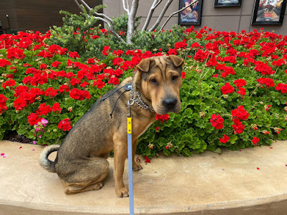 StressLess Dog Care LLC - Dog Trainer