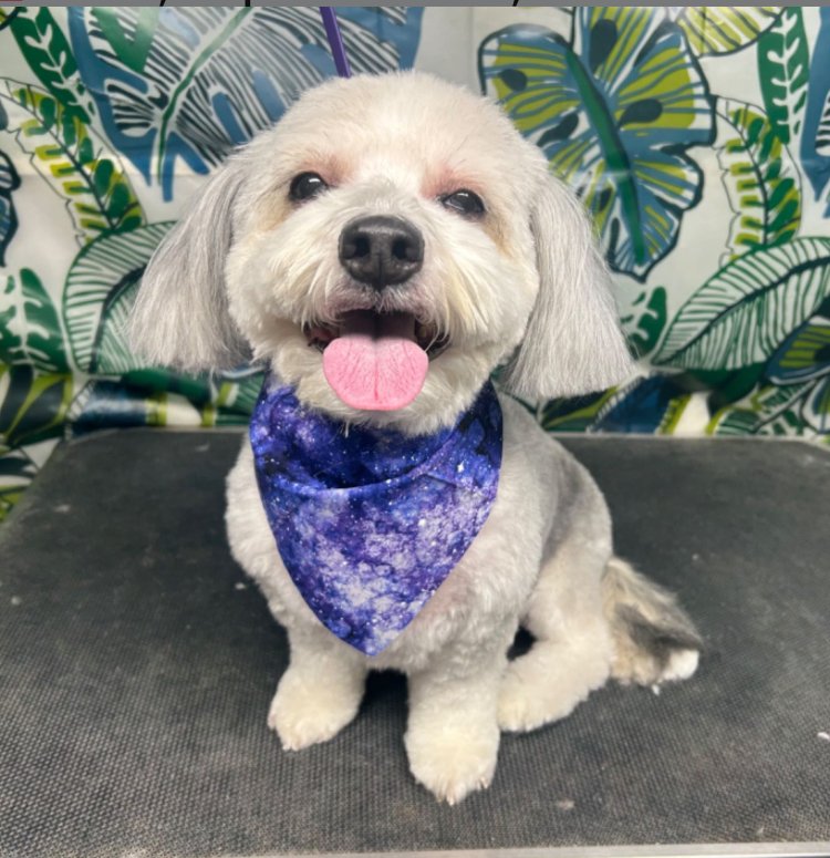 Pawgo Phoenix Mobile Pet Grooming - Photo 2