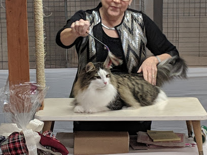 Cat groomer in your home