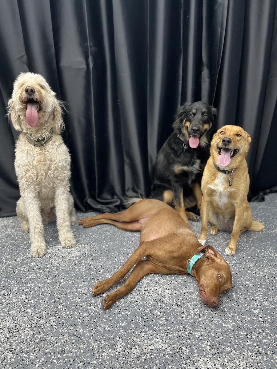 Barking Buddies AZ - Photo 2