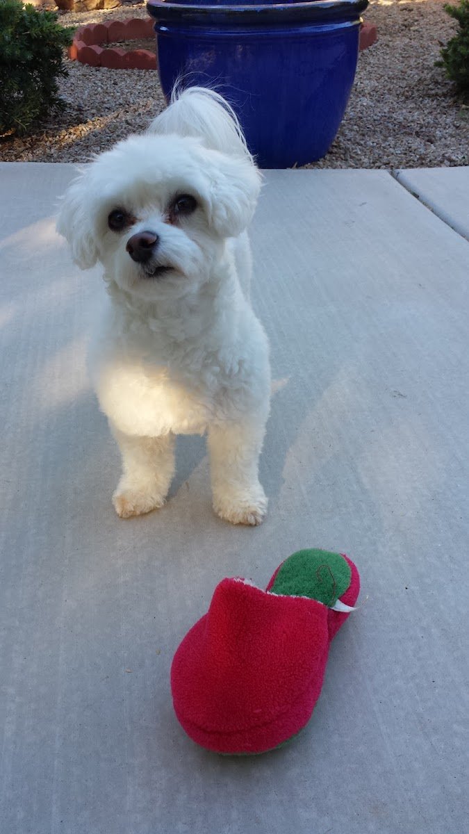 Love Your Pets Too - Photo 2